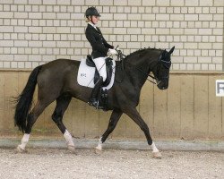 dressage horse Dunhill 84 (Hanoverian, 2006, from Don Crusador)