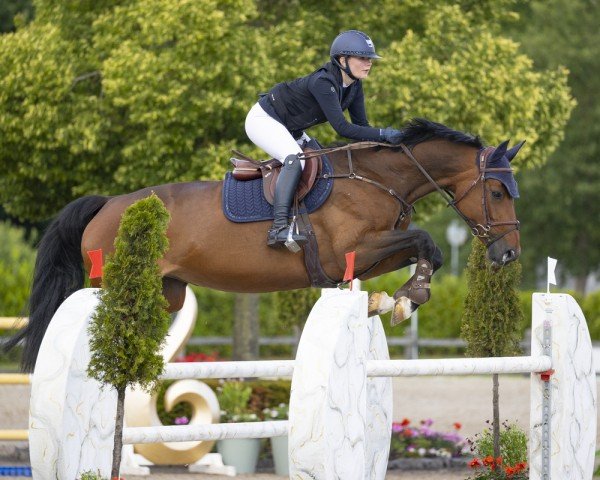 jumper Diaria (Hanoverian, 2016, from Diarado)
