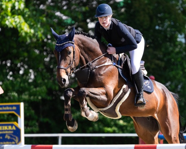 jumper Daiquiri 137 (Zangersheide riding horse, 2017, from Dominator 2000 Z)