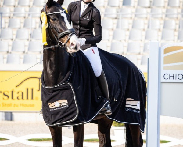 dressage horse Zandro d'Amour (Oldenburg, 2018, from Zoom 8)