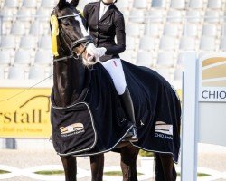 dressage horse Zandro d'Amour (Oldenburg, 2018, from Zoom 8)