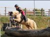 jumper Golden Sunny 3 (German Riding Pony, 2011, from FS Chambertin)