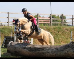 jumper Golden Sunny 3 (German Riding Pony, 2011, from FS Chambertin)