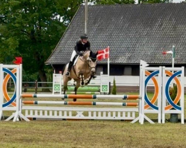 horse Supervisor (German Riding Pony, 2014, from Spring Star's Spirit)