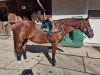 dressage horse Cinderella BS (Oldenburg, 2003)