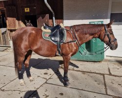 dressage horse Cinderella BS (Oldenburg, 2003)