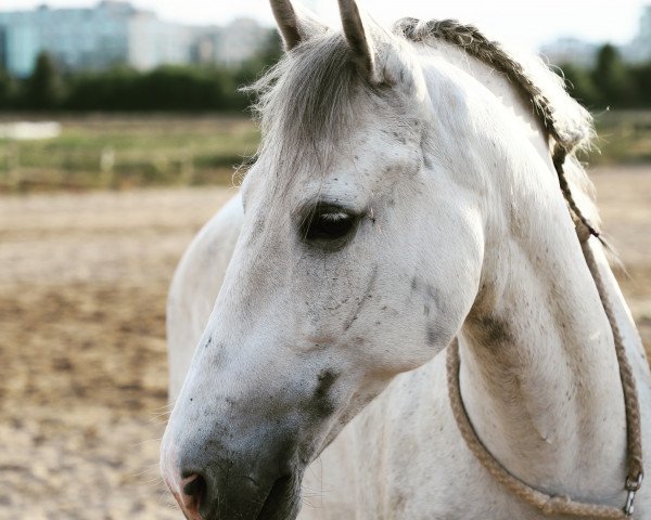 Pferd Emperador Fp (Pura Raza Espanola (PRE), 2011, von Total)