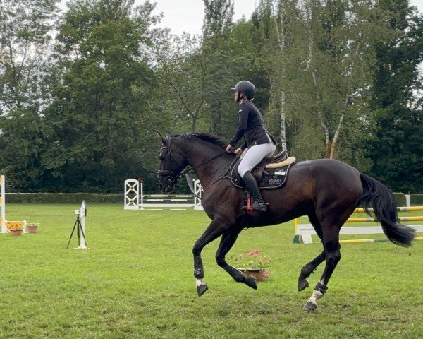 broodmare Donnalittchen 14 (Hanoverian, 2014, from Deveraux 3)