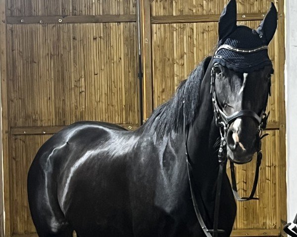 horse Ohne Gleichen 4 (Westphalian, 2009, from Opernball)