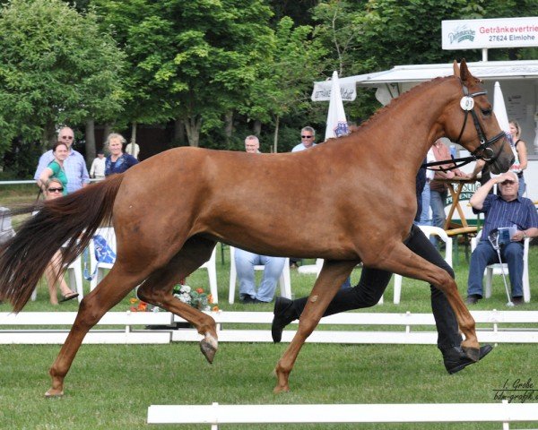 broodmare Akasha (Hanoverian, 2010, from Albatros 86)