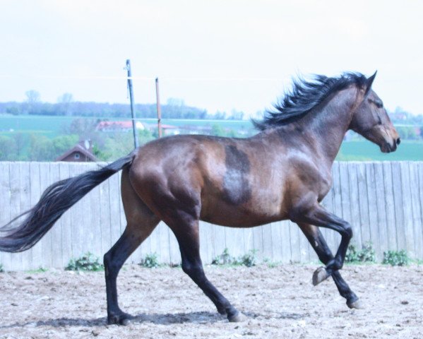 stallion PMC's Viento de Otono (Andalusier, 2014, from Excalibur SH)