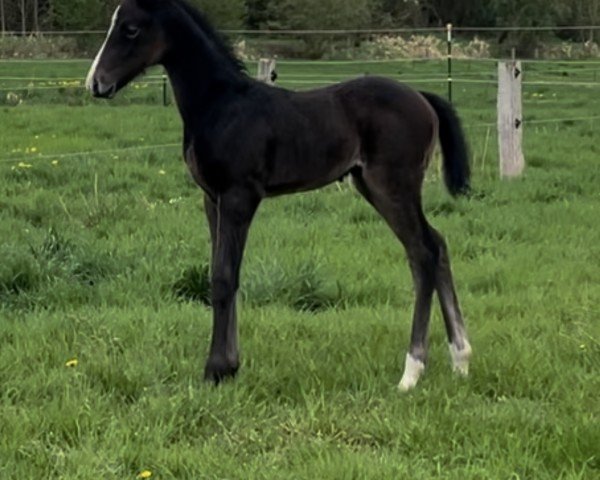 horse Contender’s Cadeau S (Holsteiner, 2024, from Contender)