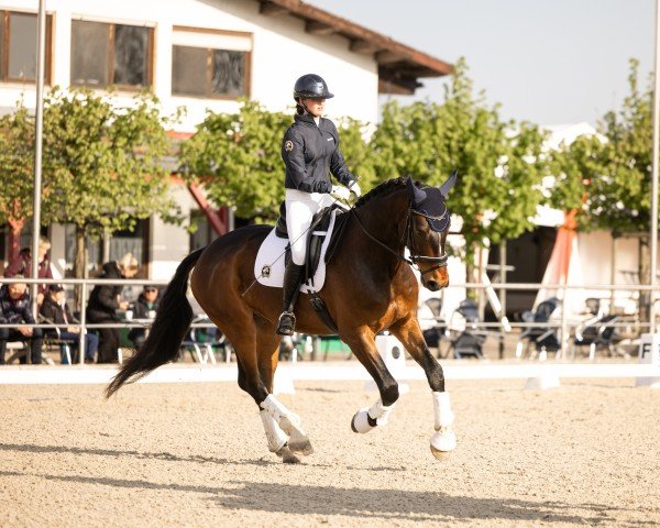 dressage horse Bosse AK (Oldenburg, 2020, from Bohemian)