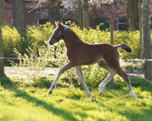 Springpferd Oksana (Hannoveraner, 2019, von Origi D'o)