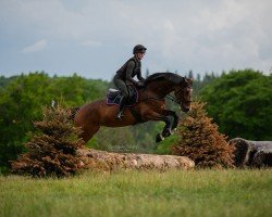 jumper Donna Flora 4 (Trakehner, 2020, from Tarison)