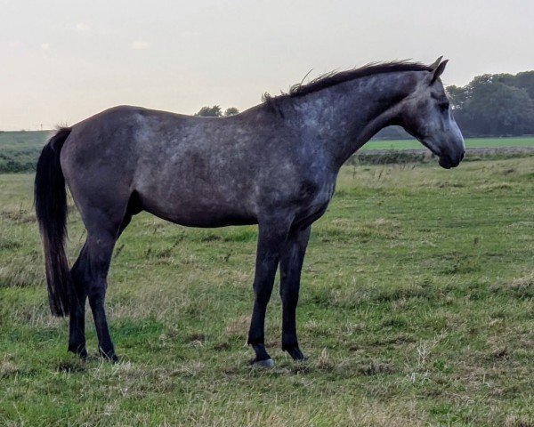 jumper Nikos (Hanoverian, 2021, from Nairobi de Muze)
