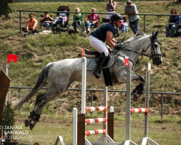 jumper Cronach H (German Sport Horse, 2015, from Con Chello)