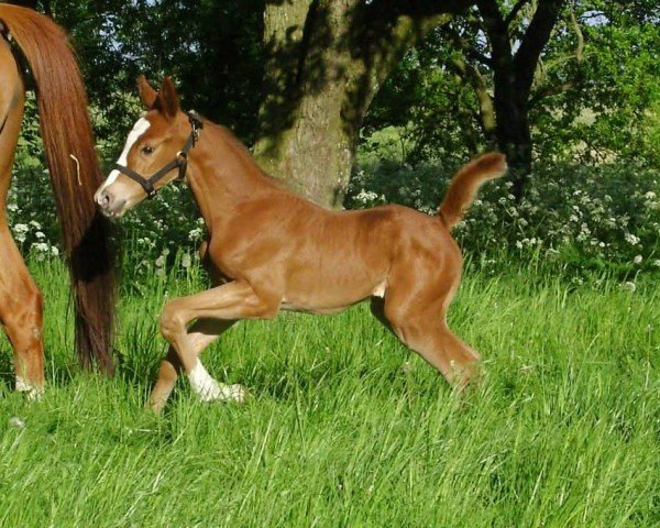 jumper Paris (Hanoverian, 2008, from Perigueux)