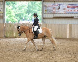 horse Devezh An Erc'H (Haflinger, 2013, from Andiamo)