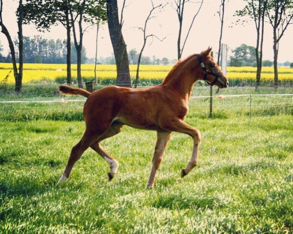 dressage horse Fleur (Rhinelander, 2016, from Amadeo)