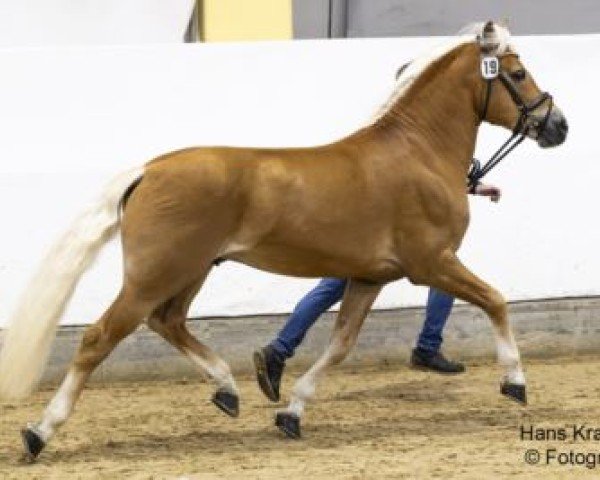stallion Walzerblick (Haflinger, 2017, from liz. 167/T Walzertakt)