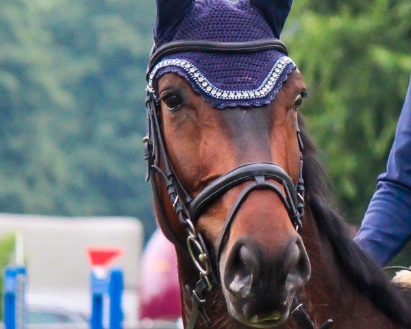 jumper Palermo 283 (anglo european sporthorse, 2020, from Il Est Balou)