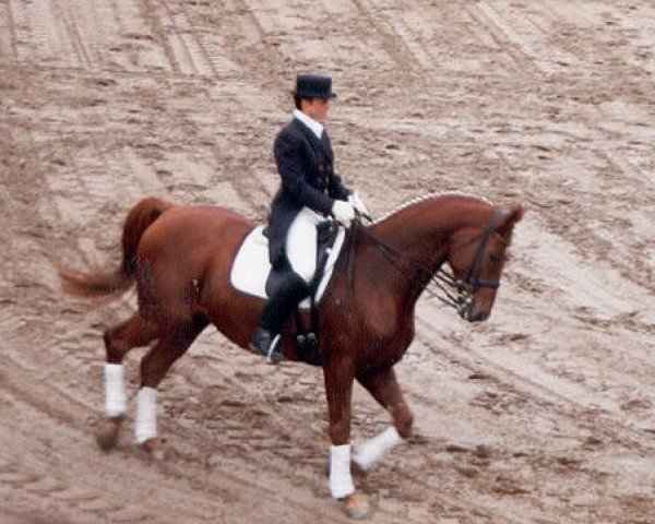 horse Floran (Hanoverian, 1991, from Forrest xx)