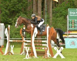jumper Newcomer's Lady W (German Sport Horse, 2010, from Newcomer)