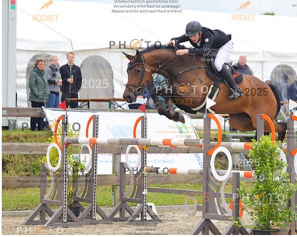 broodmare La Bella (Holsteiner, 2018, from Colman)