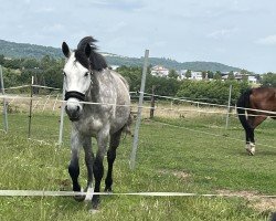 jumper Carllisto (German Warmblood, 2018, from Cyper Space)