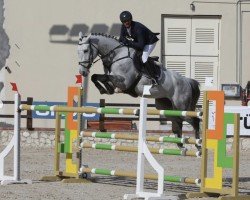 jumper Jelena G (KWPN (Royal Dutch Sporthorse), 2014, from Zirocco Blue)