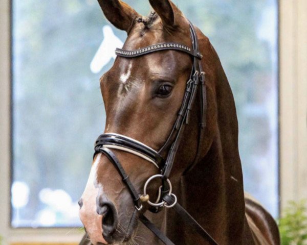 dressage horse Belladonna (Hanoverian, 2016, from Buckingham)