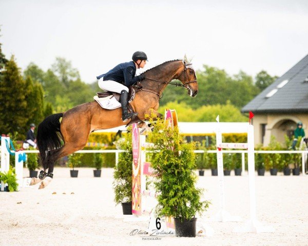 Springpferd Holle (KWPN (Niederländisches Warmblut), 2012, von Zirocco Blue)