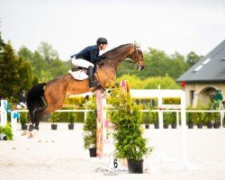 jumper Holle (KWPN (Royal Dutch Sporthorse), 2012, from Zirocco Blue)