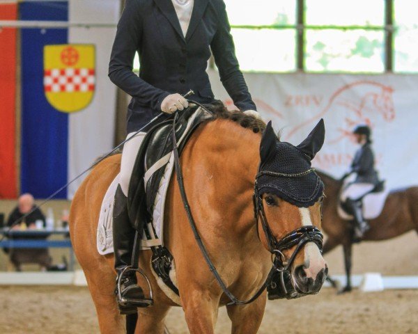 Dressurpferd Der kleine Fred (Deutsches Reitpony, 2019, von Dating AT NRW)