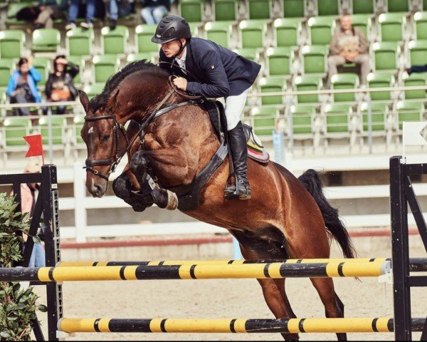 jumper Contremont (Holsteiner, 2012, from Crunch 3)