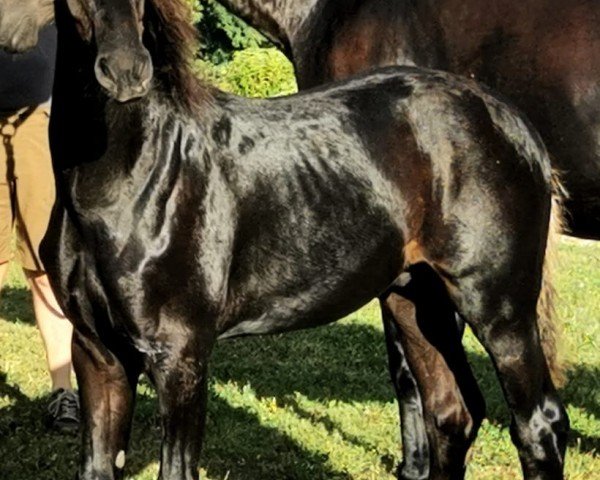 Dressurpferd Taurus von Tröstlberg (Österreichisches Warmblut, 2024, von Taurus)