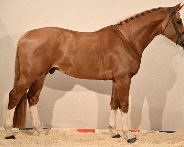 stallion Jim de Brekka (Selle Français, 2019, from Emerald van 't Ruytershof)