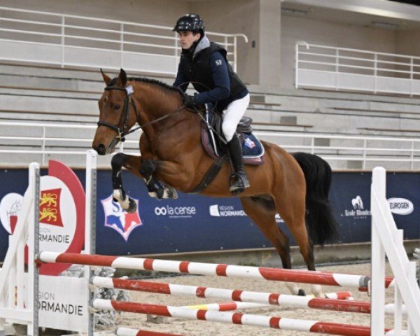 stallion Jimbaho de Grévis (Selle Français, 2019, from Emerald van 't Ruytershof)