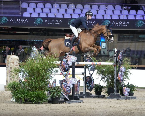 jumper Ackila Dv Z (Zangersheide riding horse, 2014, from Aktion Pur Z)