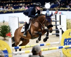 Springpferd Quick Touch Jw van 't Meulenhof (Belgisches Warmblut, 2016, von Kannan)