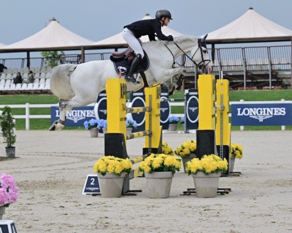 Springpferd Quasca Artist vd Guldennagel -V (Belgisches Warmblut, 2016, von Asca Z)