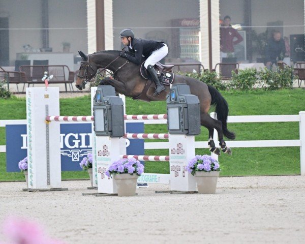 broodmare Olleke Bolleke Jw vd Moerhoeve (Belgian Warmblood, 2014, from Kannan)