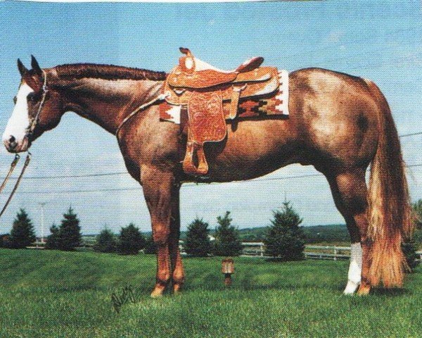 horse Watch Sonny Shine (Paint Horse, 1982, from Sonny Dee Bar)