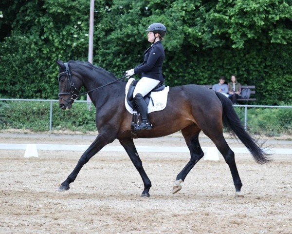 dressage horse Sissi Fleur (German Sport Horse, 2018, from Secret)