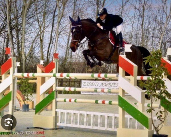 horse Libero 109 (Bavarian, 1999, from Linaro)