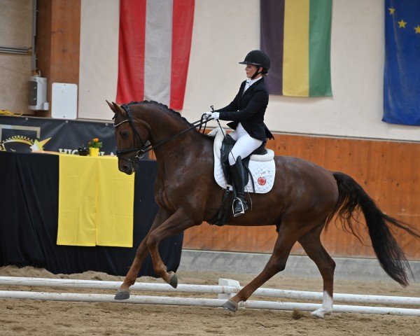 Dressurpferd Belcanto Gold (Oldenburger, 2018, von Best of Gold)