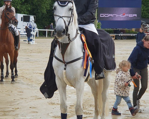 Springpferd Idaho Der Nuernberger (KWPN (Niederländisches Warmblut), 2013, von Eldorado van de Zeshoek)