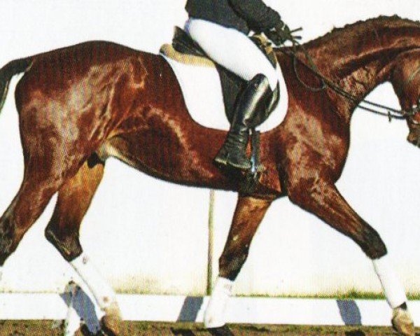 dressage horse Monet (Mecklenburg, 2020, from DSP Marc Cain)