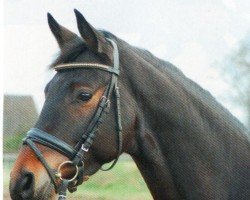 Dressurpferd Recuerdo 5 (Trakehner, 2007, von Kaiserdom)